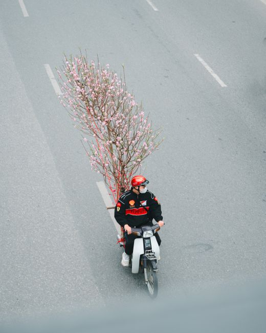 A delivery person riding a motor scooter on a paved road, carrying a large floral arrangement behind them. The bouquet consists of a tall, elegant branch of pink cherry blossoms with delicate petals a