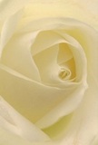 This close-up of a cream-white rose draws you gently into the heart of Nunhead's floral craftsmanship, every petal unfurling with whisper-light softness, as if touched by the morning dew found on Nunhead Green. The spiralling arrangement invites the imagination to linger, exploring texture and subtle depth where gentle shadows curve between ivory folds, adding a hushed sense of drama and peace. The entire composition feels serene, like a quiet morning stroll down Evelina Road-a fitting mood for new beginnings, tokens of admiration, or a heartfelt gesture of sympathy shared within Nunhead's close-knit community. The suggestion of a delicate fragrance drifts through the image, understated yet inviting, hinting at the freshness that marks every bouquet assembled by Nunhead Florist. Here, the artistry belongs not only to nature, but also to the careful hands and thoughtful spirit that define the floral tradition of Nunhead-every bloom, a reflection of genuine emotion and local expertise.